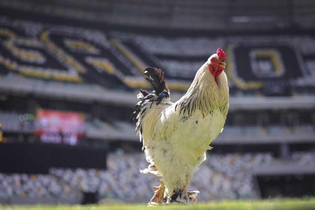 FalaGalo - Atlético Mineiro - Galo - Notícias - Tudo sobre o Galo